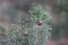 Callitris glaucophylla