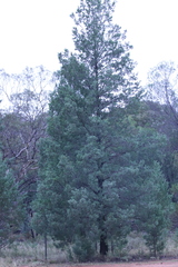 Callitris glaucophylla