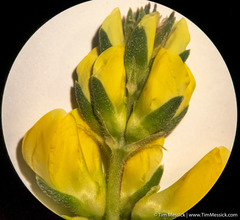 Lupinus luteolus