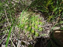 Lobivia cinnabarina