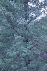 Callitris glaucophylla