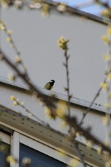 Parus major