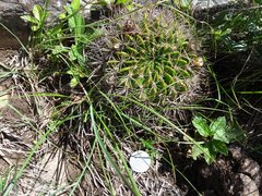 Lobivia cinnabarina