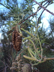 Araujia brachystephana