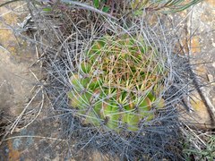Lobivia cinnabarina