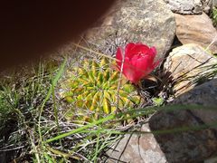 Lobivia cinnabarina