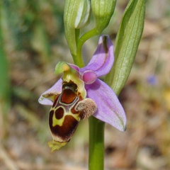 Ophrys heldreichii