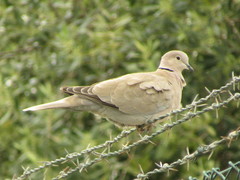 Streptopelia decaocto