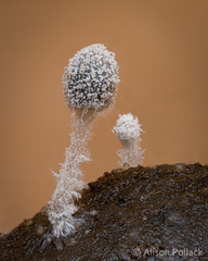 Coprinopsis stercorea