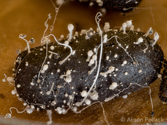 Coprinopsis stercorea