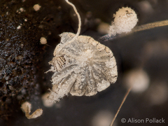Coprinopsis stercorea