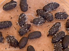 Coprinopsis stercorea