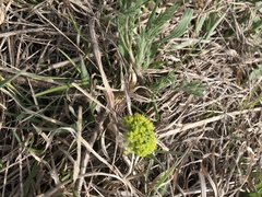 Lomatium foeniculaceum