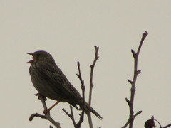 Emberiza calandra