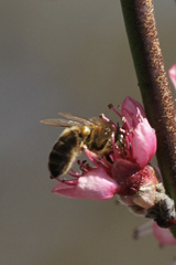 Apis mellifera