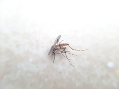 Aedes