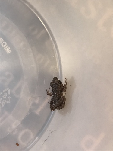 Greenhouse Frog, Manhattan, New York, NY, US, photo 9 of 10