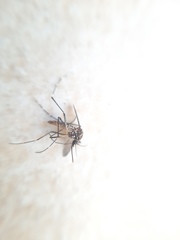 Aedes