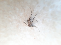 Aedes