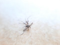 Aedes