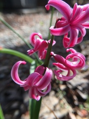 Hyacinthus