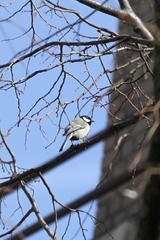 Parus major
