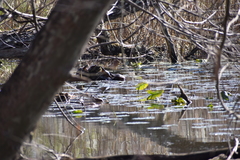 Chrysemys picta picta