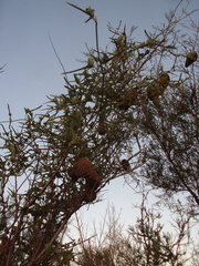 Araujia brachystephana