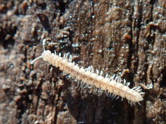 Brachydesmus superus