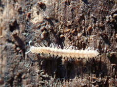 Brachydesmus superus