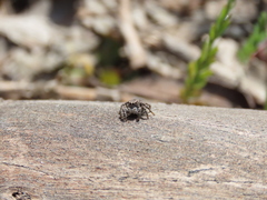 Aelurillus luctuosus