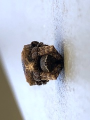 Acanthepeira cherokee