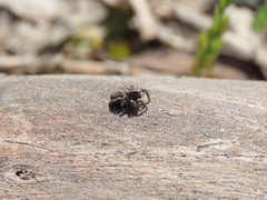 Aelurillus luctuosus