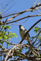 Passer domesticus