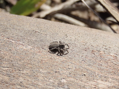 Aelurillus luctuosus