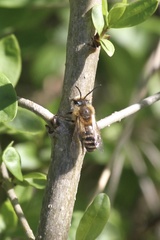 Colletes cunicularius