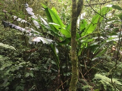 Heliconia schiedeana
