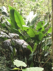 Heliconia schiedeana