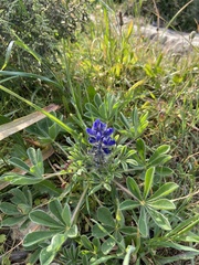 Lupinus micranthus