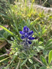 Lupinus micranthus