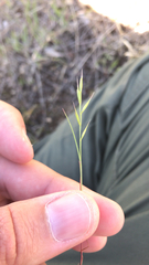 Festuca microstachys
