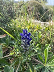 Lupinus micranthus