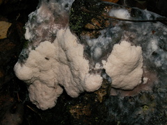 Brefeldia maxima