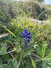 Lupinus micranthus