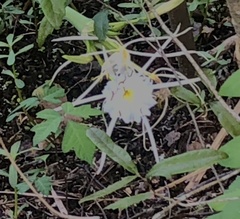 Hymenocallis liriosme