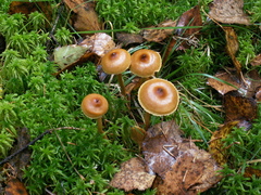 Cortinarius acutus