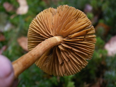 Cortinarius acutus