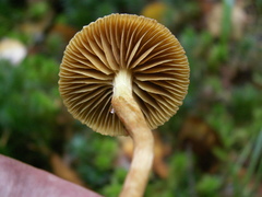 Cortinarius acutus