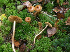 Cortinarius acutus