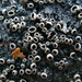 Sclerencoelia pruinosa - Photo (c) Иван Матершев, algunos derechos reservados (CC BY-NC), subido por Иван Матершев